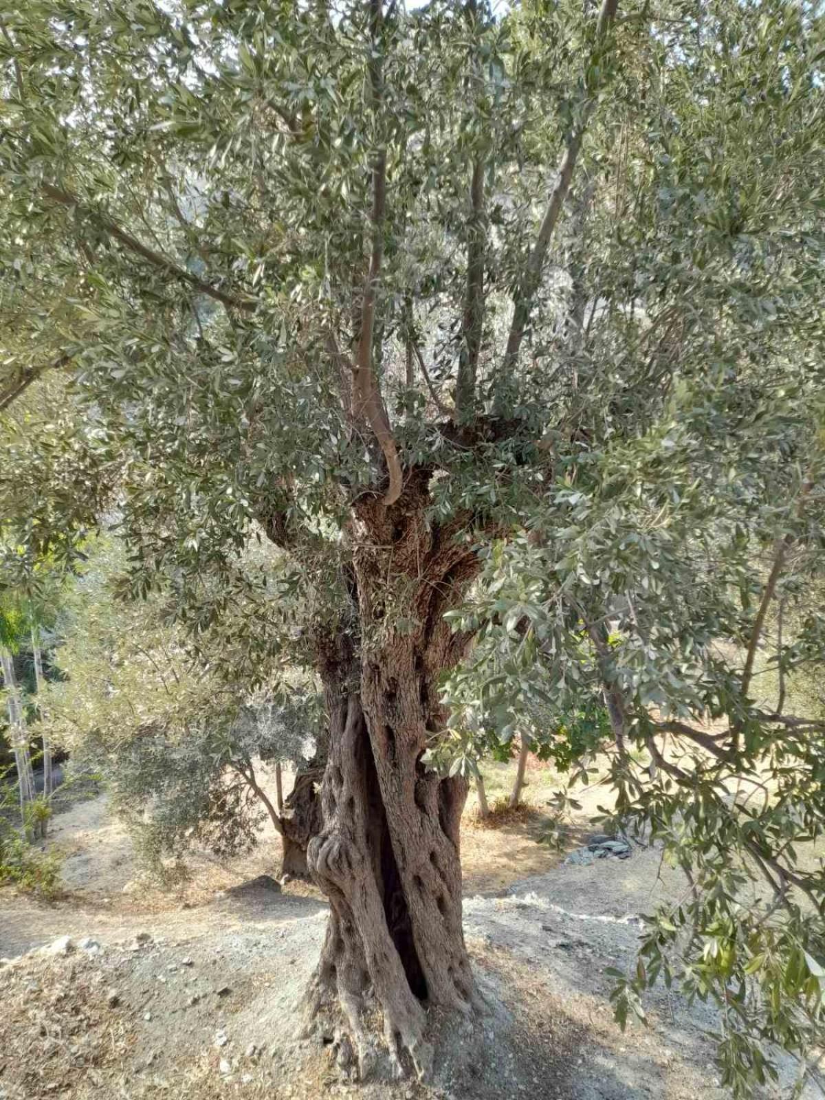 פלומרי Δωμάτια Κόκκινος Πύργος מראה חיצוני תמונה
