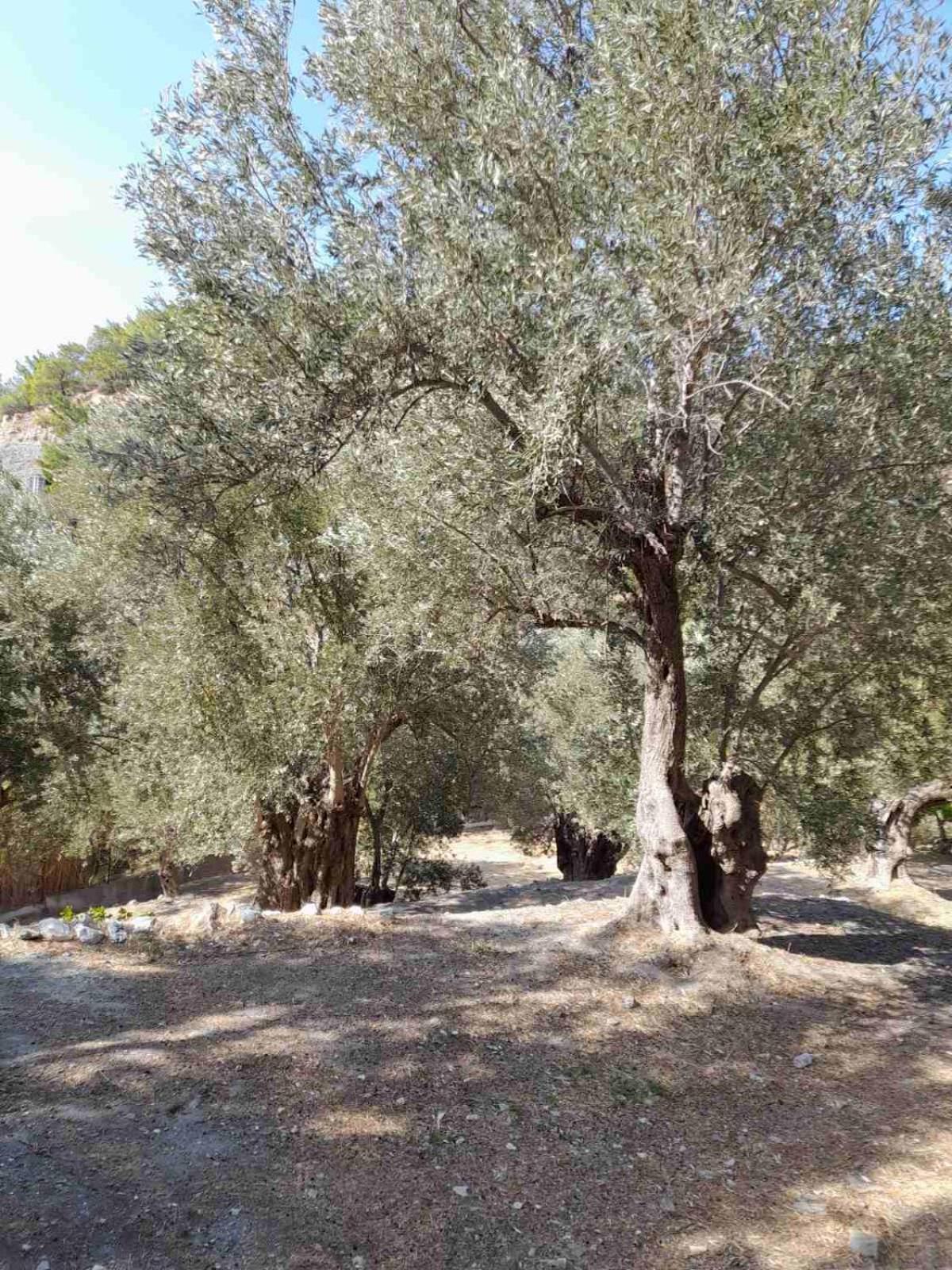 פלומרי Δωμάτια Κόκκινος Πύργος מראה חיצוני תמונה